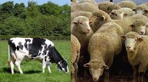 اعلان /بلدية قفين